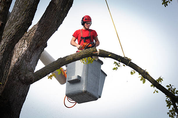 Large Tree Removal in Dunstan, ME